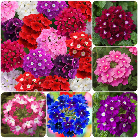 Carpet Creeping Verbena mixed colors brighten borders with vibrant blooms