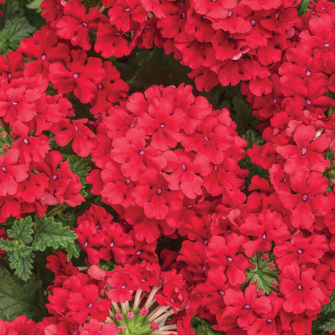 Carpet Creeping Verbena seeds are non-GMO heirloom for a classic display