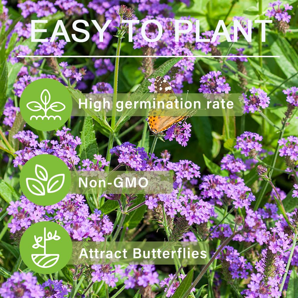 Carpet Creeping Verbena produces a vivid display from late spring through fall