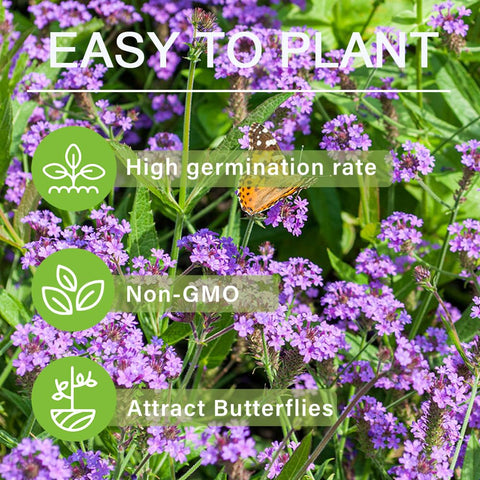 Carpet Creeping Verbena produces a vivid display from late spring through fall