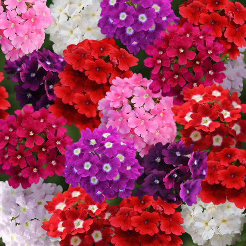 Carpet Creeping Verbena versatile for borders, containers, baskets, and groundcovers