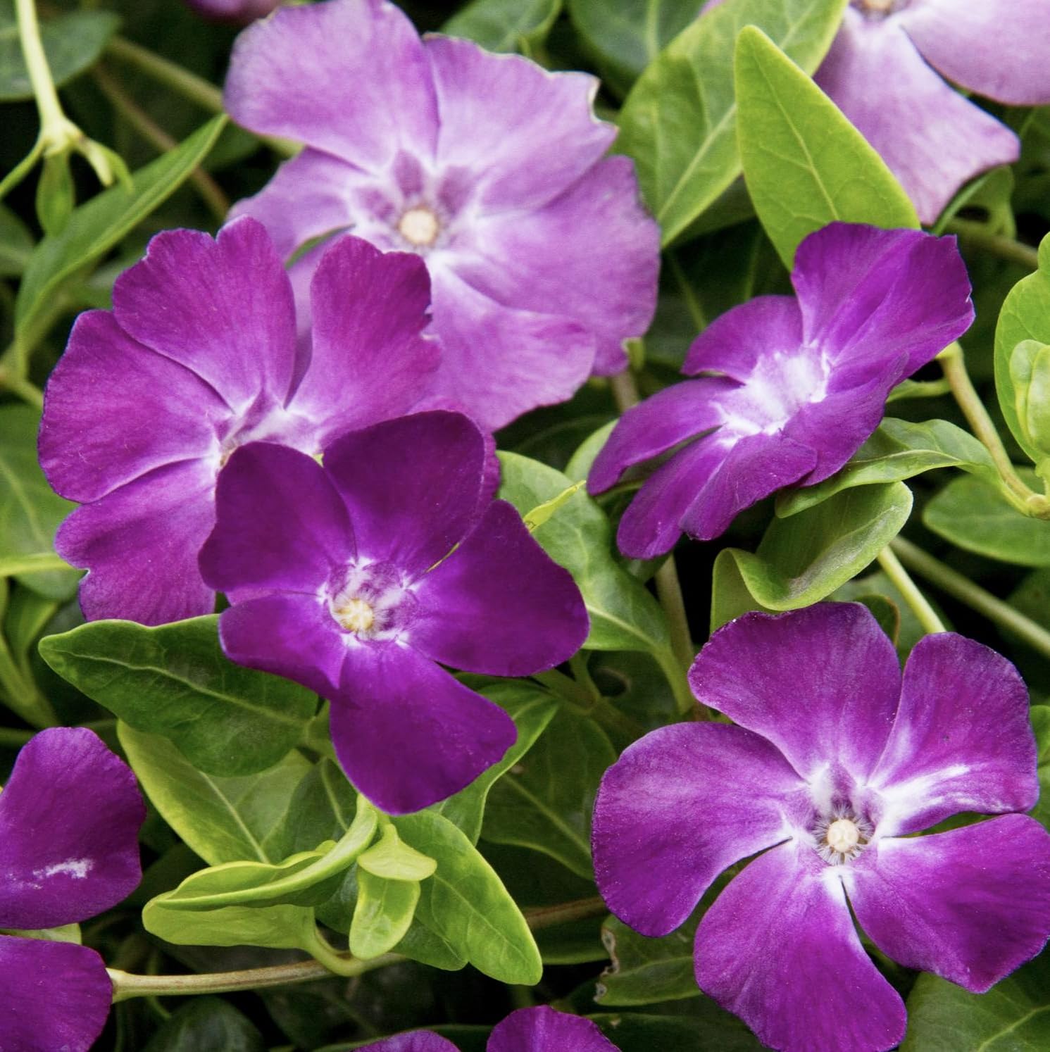 Carpet Creeping Vinca drought-tolerant variety ideal for hot, sunny spots.