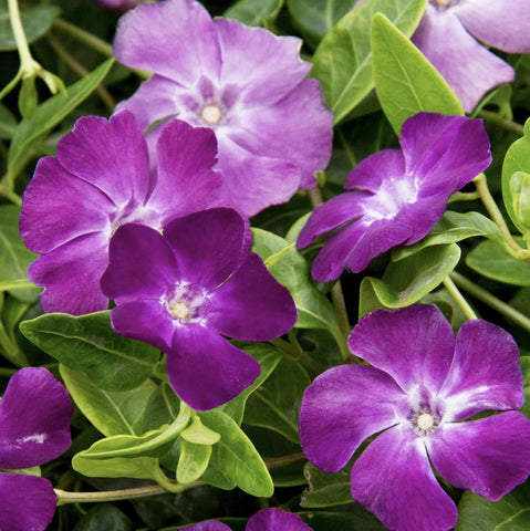 Carpet Creeping Vinca drought-tolerant variety ideal for hot, sunny spots.