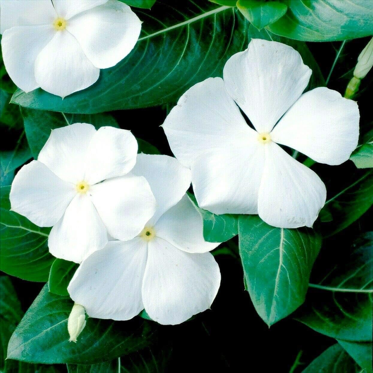 Carpet Creeping vinca ground cover mass demonstrates erosion control potential.
