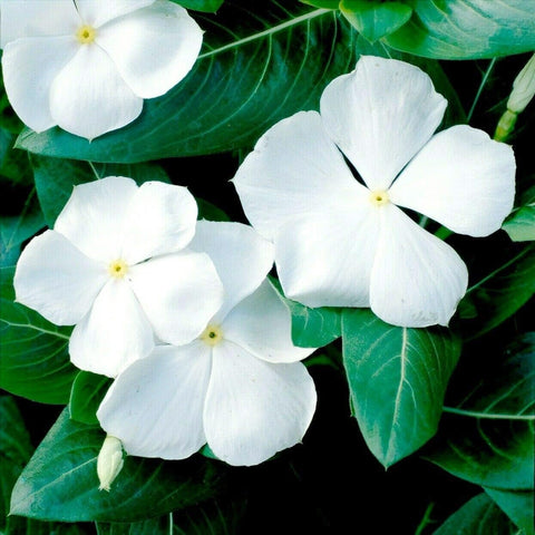 Carpet Creeping vinca ground cover mass demonstrates erosion control potential.