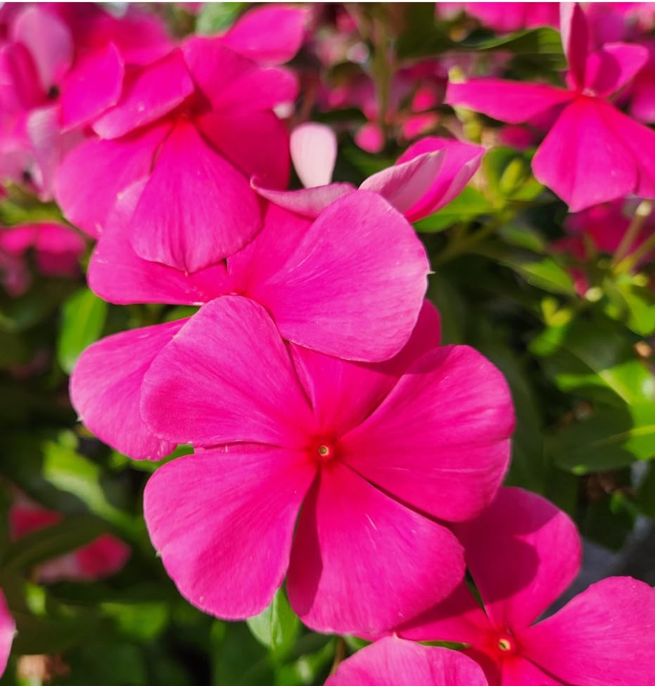 Carpet Creeping Vinca ground cover forming lush, low-maintenance mats.