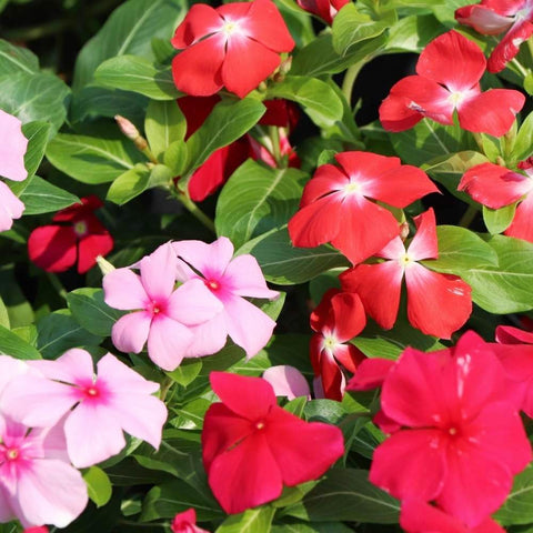 Carpet Creeping vinca planting in garden shows slope-friendly setup.