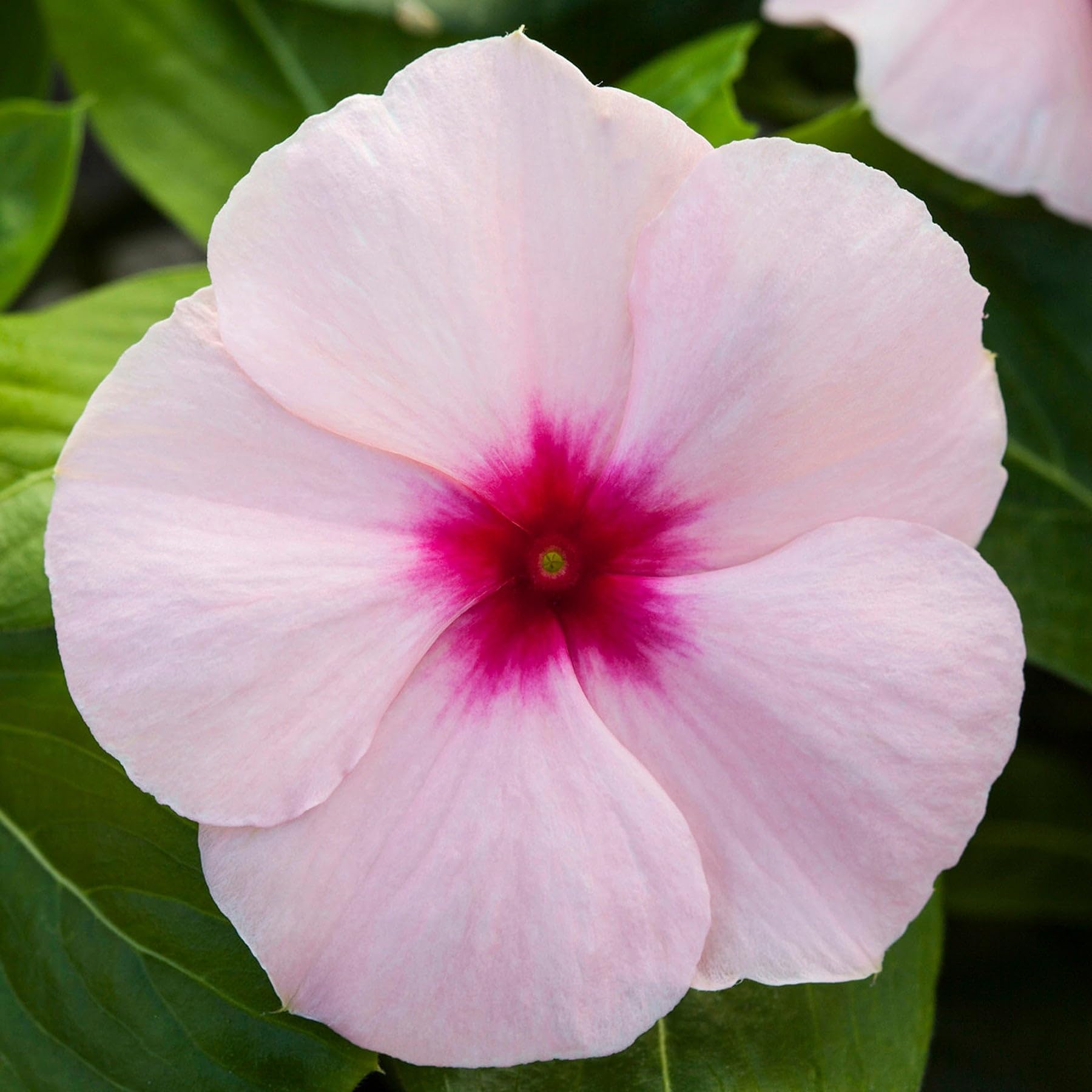Carpet Creeping Vinca seed border display for defined edges.