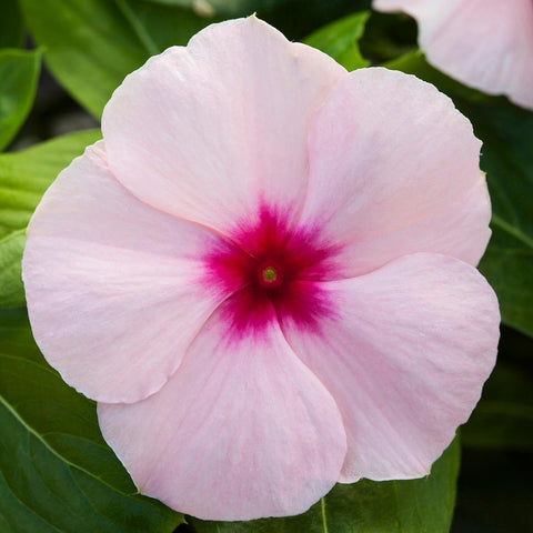Carpet Creeping Vinca seed border display for defined edges.