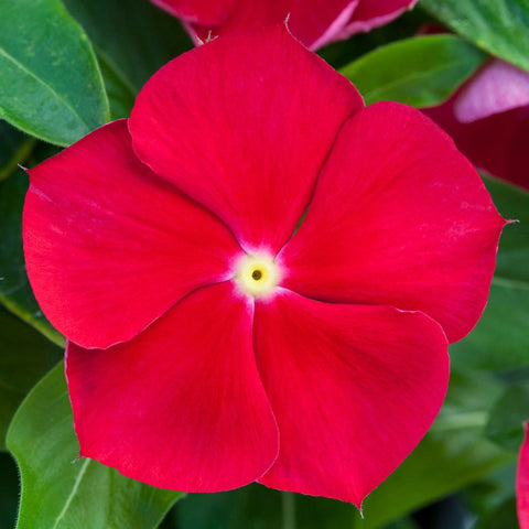 Carpet Creeping vinca seed container garden for portable color.