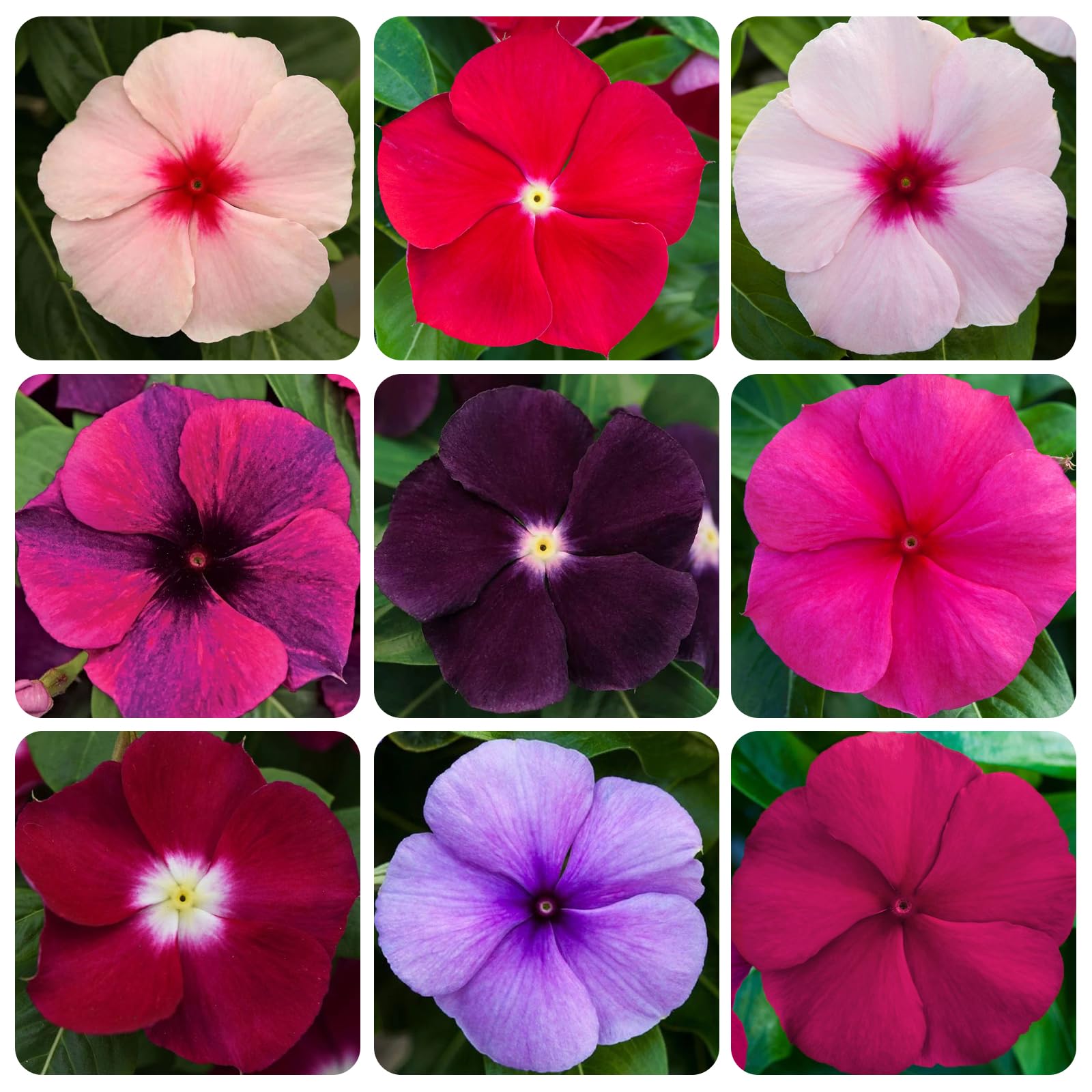 Carpet Creeping Vinca seed dark purple bloom for vibrant garden displays.