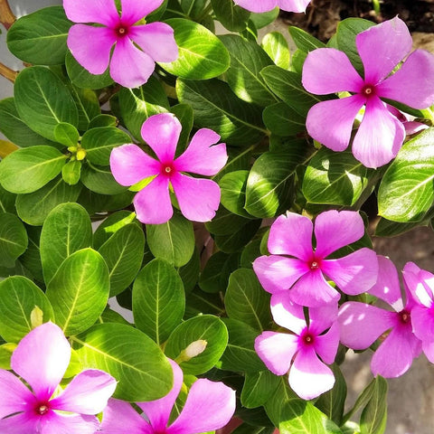 Carpet Creeping vinca seed drought-tolerant foliage for tough spaces.