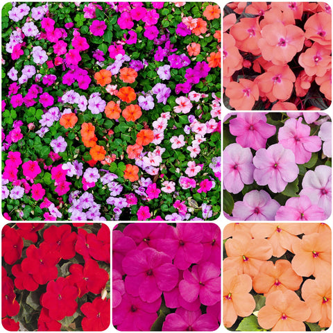 Carpet Creeping Vinca early bloom preview for continuous color in gardens.