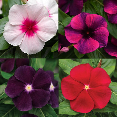 Carpet Creeping vinca seed fast-spreading ground cover for sunny borders.