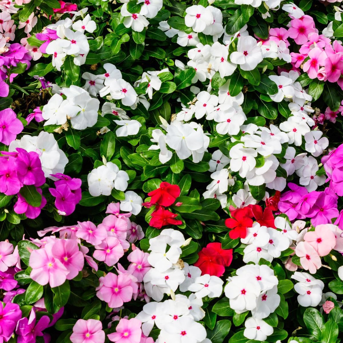Carpet Creeping Vinca seed pack with mixed colors for vibrant beds.