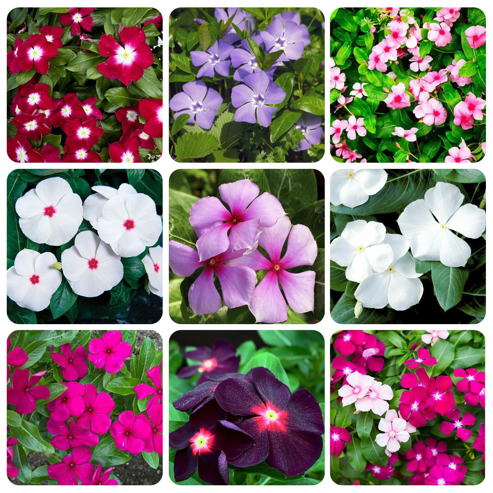 Carpet Creeping vinca seed packet close-up for easy ground cover.