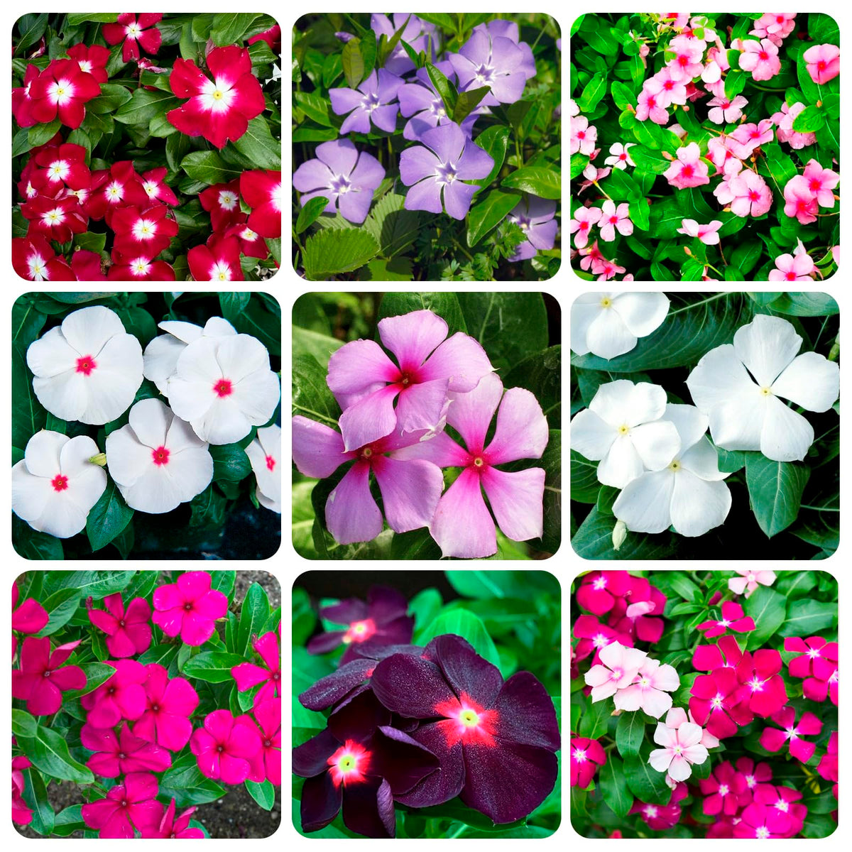 Carpet Creeping vinca seed packet close-up for easy ground cover.