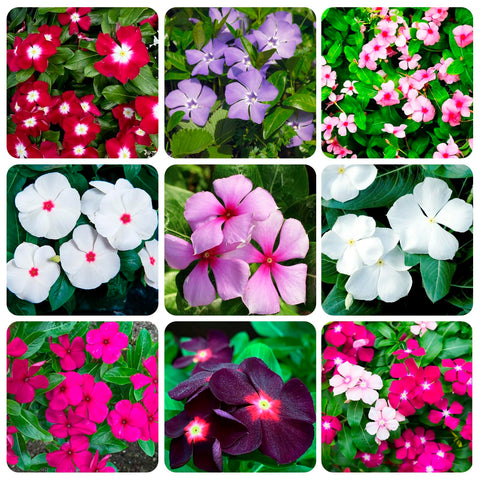 Carpet Creeping vinca seed packet close-up for easy ground cover.