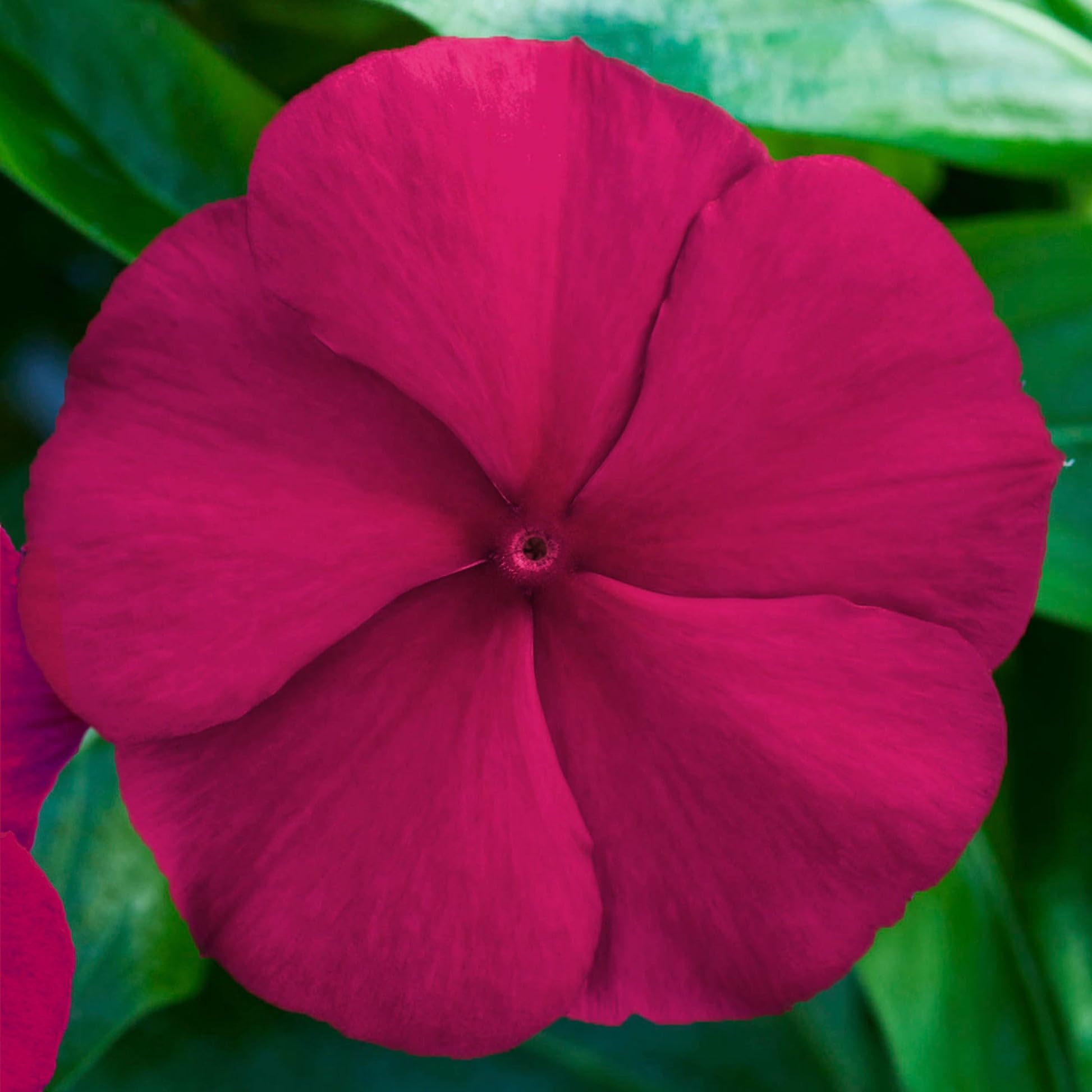 Carpet Creeping Vinca seed start indoors for earlier color.