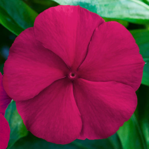 Carpet Creeping Vinca seed start indoors for earlier color.