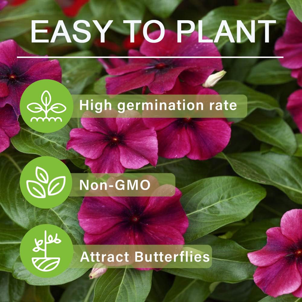 Carpet Creeping Vinca seed uniform blooms for beds and borders.