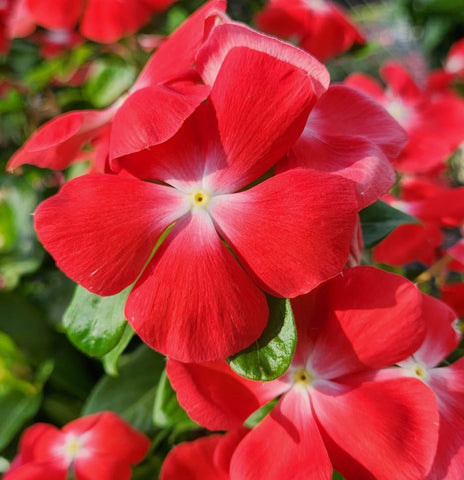 Carpet Creeping Vinca self-seeding habit supports easy replanting.