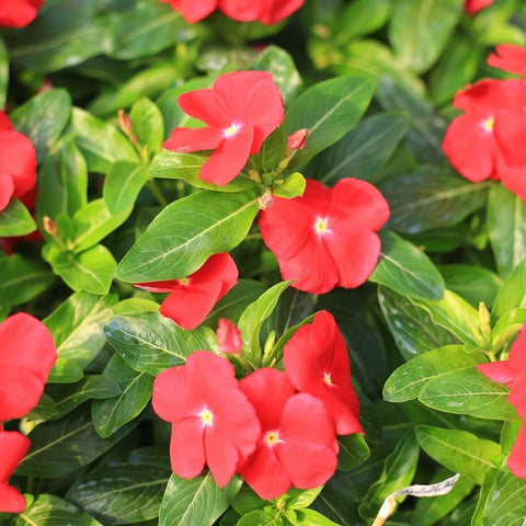 Carpet Creeping vinca winter-interest photo highlights year-round appeal.