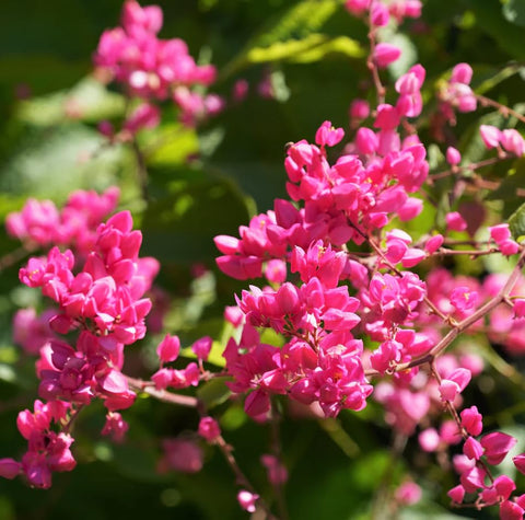 Carpet Creeping vine seed for establishing a climbing plant with ornamental blooms