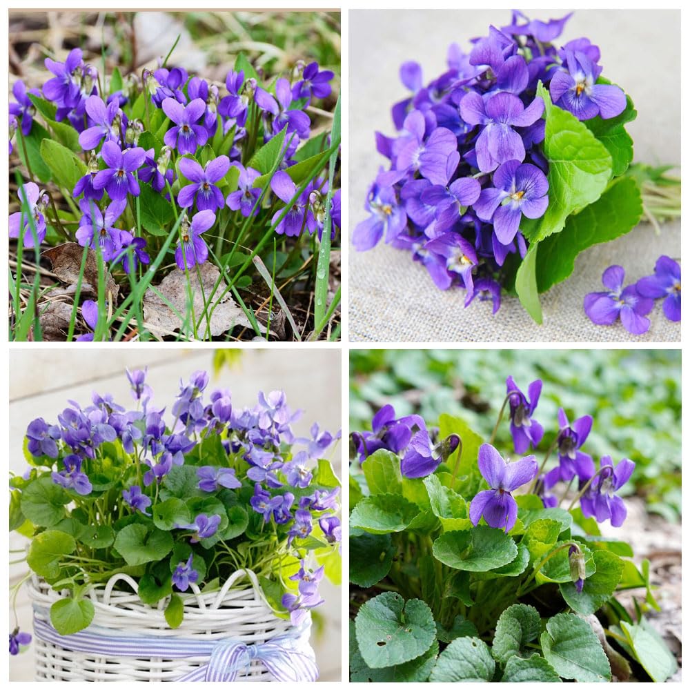 Carpet Creeping viola odorata fragrant bloom enhances garden scent and pollinator-friendly planting.