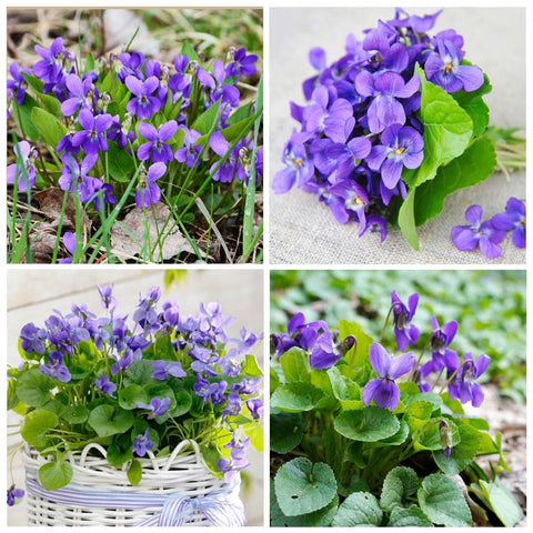 Carpet Creeping viola odorata fragrant bloom enhances garden scent and pollinator-friendly planting.