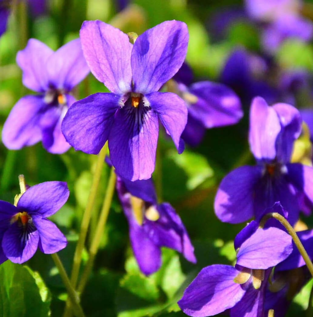 Carpet Creeping viola planted in pot adds compact color to patios and balconies.