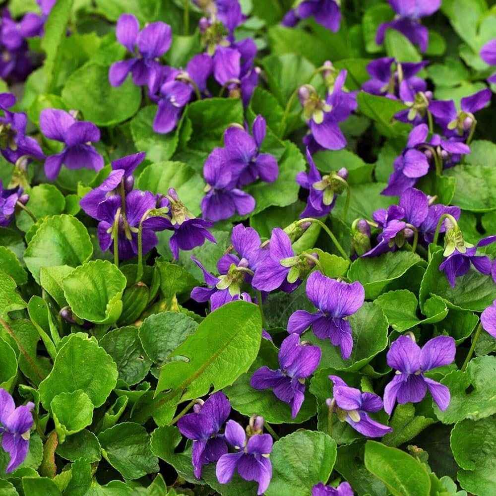Carpet Creeping violet seeds seed packet for fragrant border and container gardens.