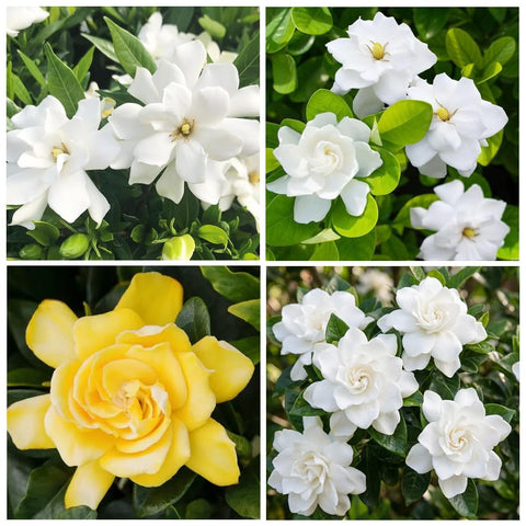 Carpet Creeping white gardenia flowers showcase pristine blooms and fragrance.