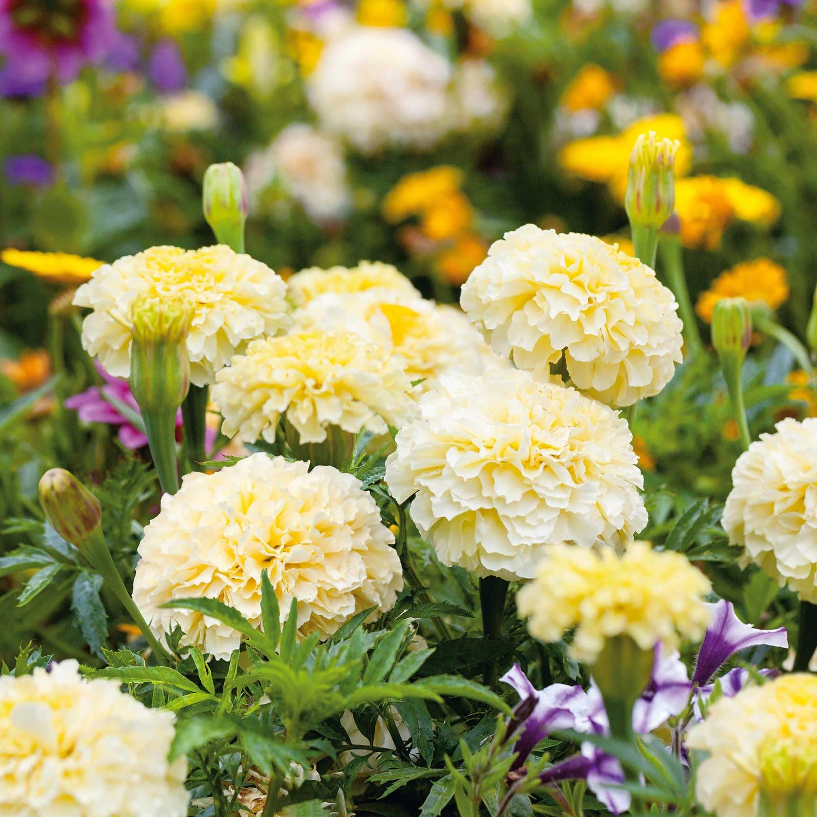 Carpet Creeping White Swan blooms ready for bouquets