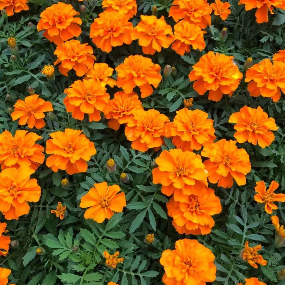 Carpet Creeping White Swan marigold bloom closeup with creamy petals