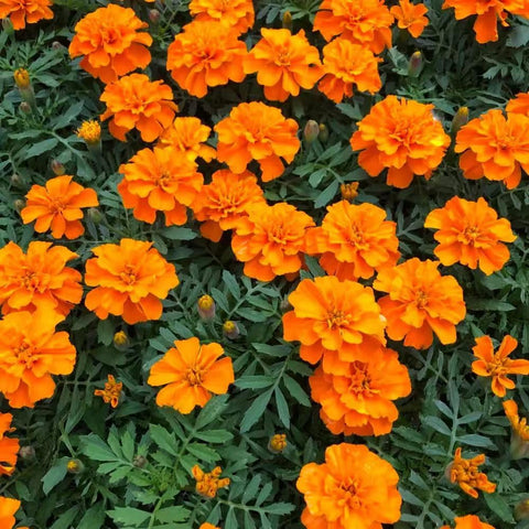 Carpet Creeping White Swan marigold bloom closeup with creamy petals