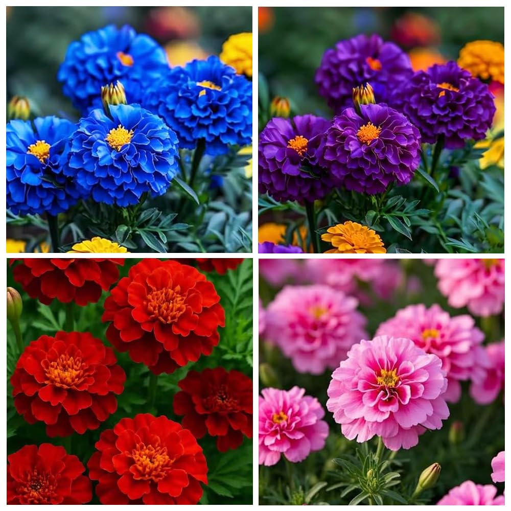 Carpet Creeping White Swan marigold seeds pack for vibrant garden color