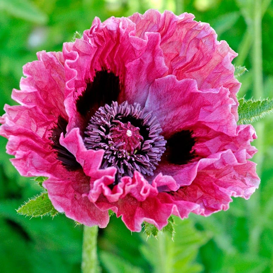 Carpet Creeping wildflower meadow poppies create natural, meadow-style display.