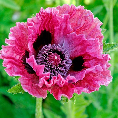 Carpet Creeping wildflower meadow poppies create natural, meadow-style display.