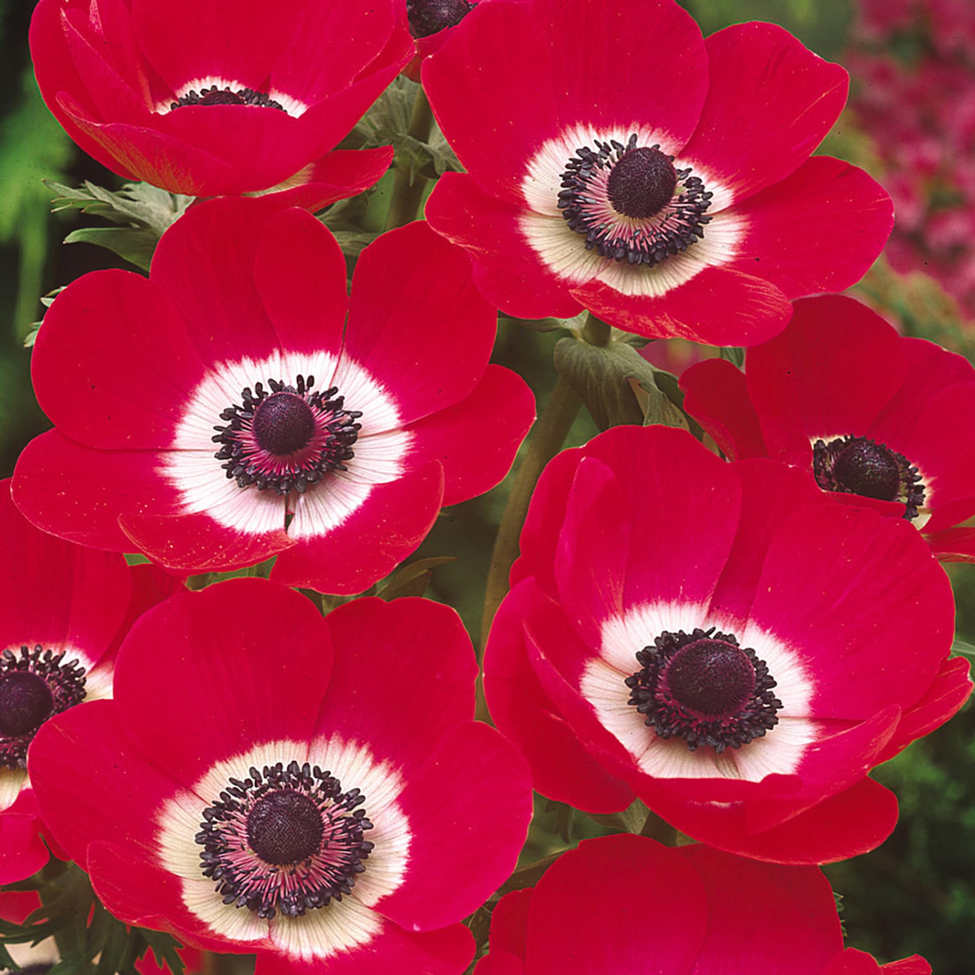 Carpet Creeping windflowers attracting pollinators in summer gardens
