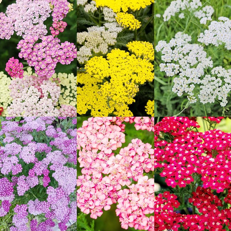 Carpet Creeping Yarrow Pastels bloom close-up for vibrant borders.