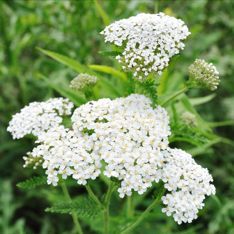 Carpet Creeping Yarrow Pastels seed packet for border planting.