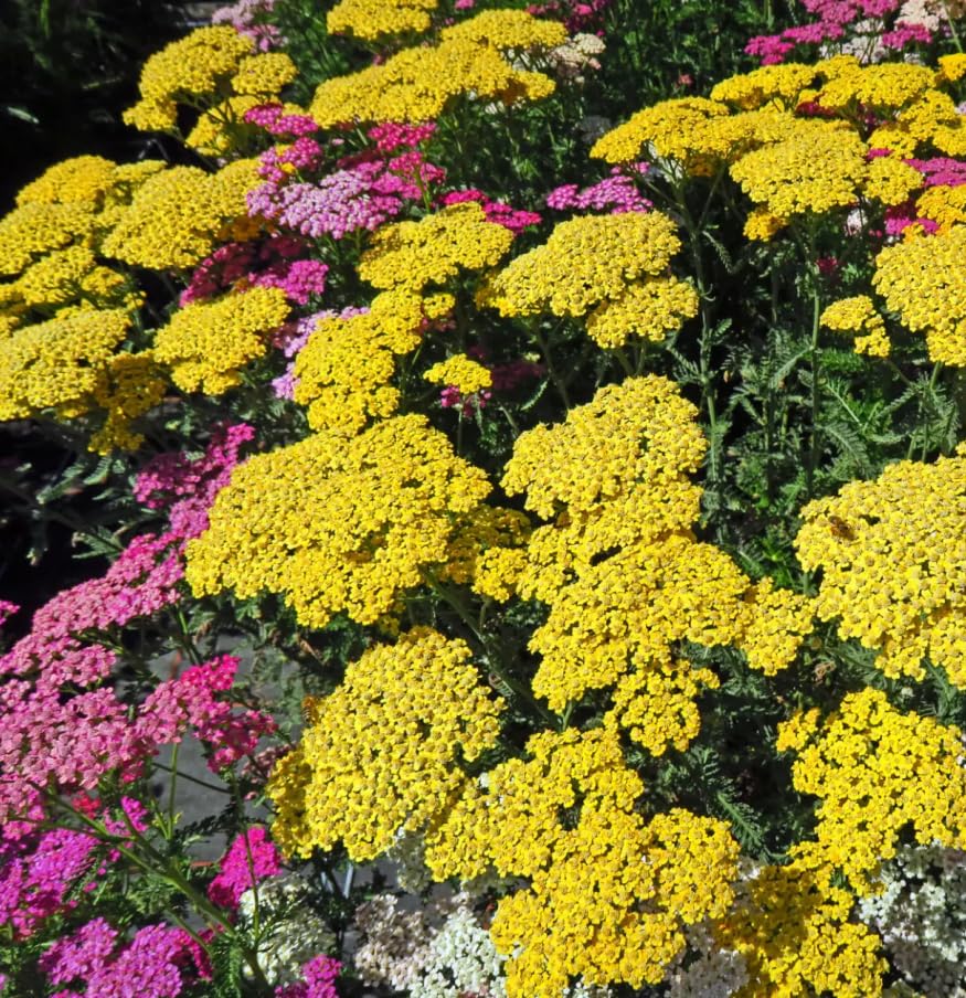 Carpet Creeping Yarrow Pastels demonstrates drought-tolerant performance in dry bed.