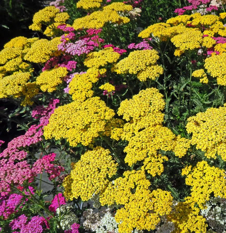 Carpet Creeping Yarrow Pastels demonstrates drought-tolerant performance in dry bed.
