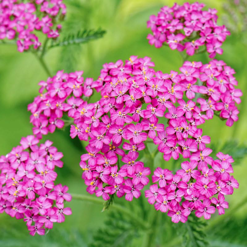 Carpet Creeping Yarrow Pastels in a rock garden adds color.