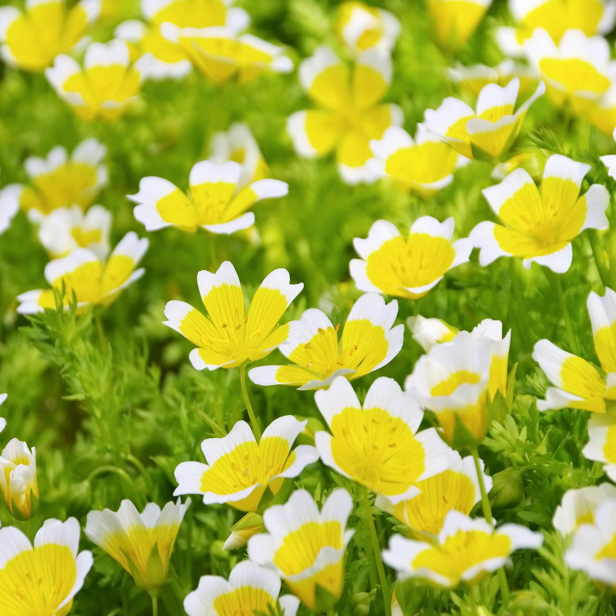 Carpet Creeping meadowfoam close-up showcases 2-toned blooms and extended blooming period.