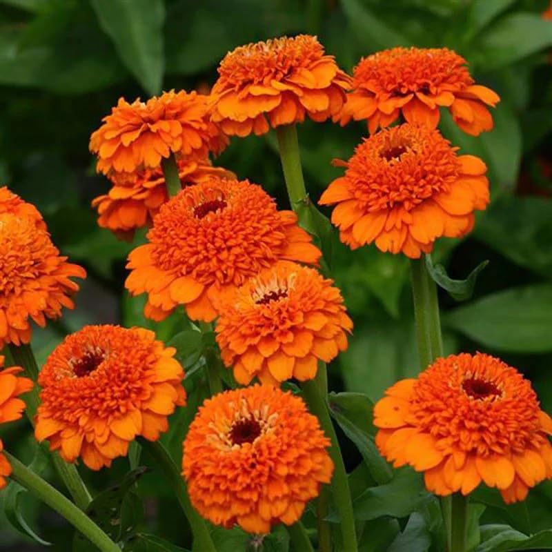 Carpet Creeping Zinderella Peach Seeds border planting in a sunny garden