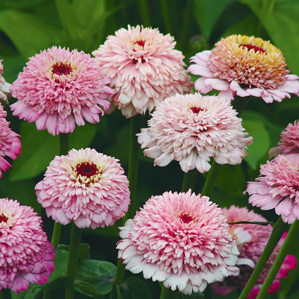 Carpet Creeping Zinderella Peach Seeds container garden with bright yellow zinnias