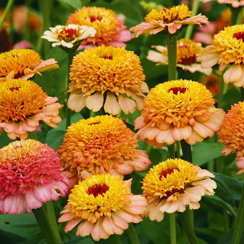 Carpet Creeping Zinderella Peach Seeds flowers drawing butterflies and bees to the garden