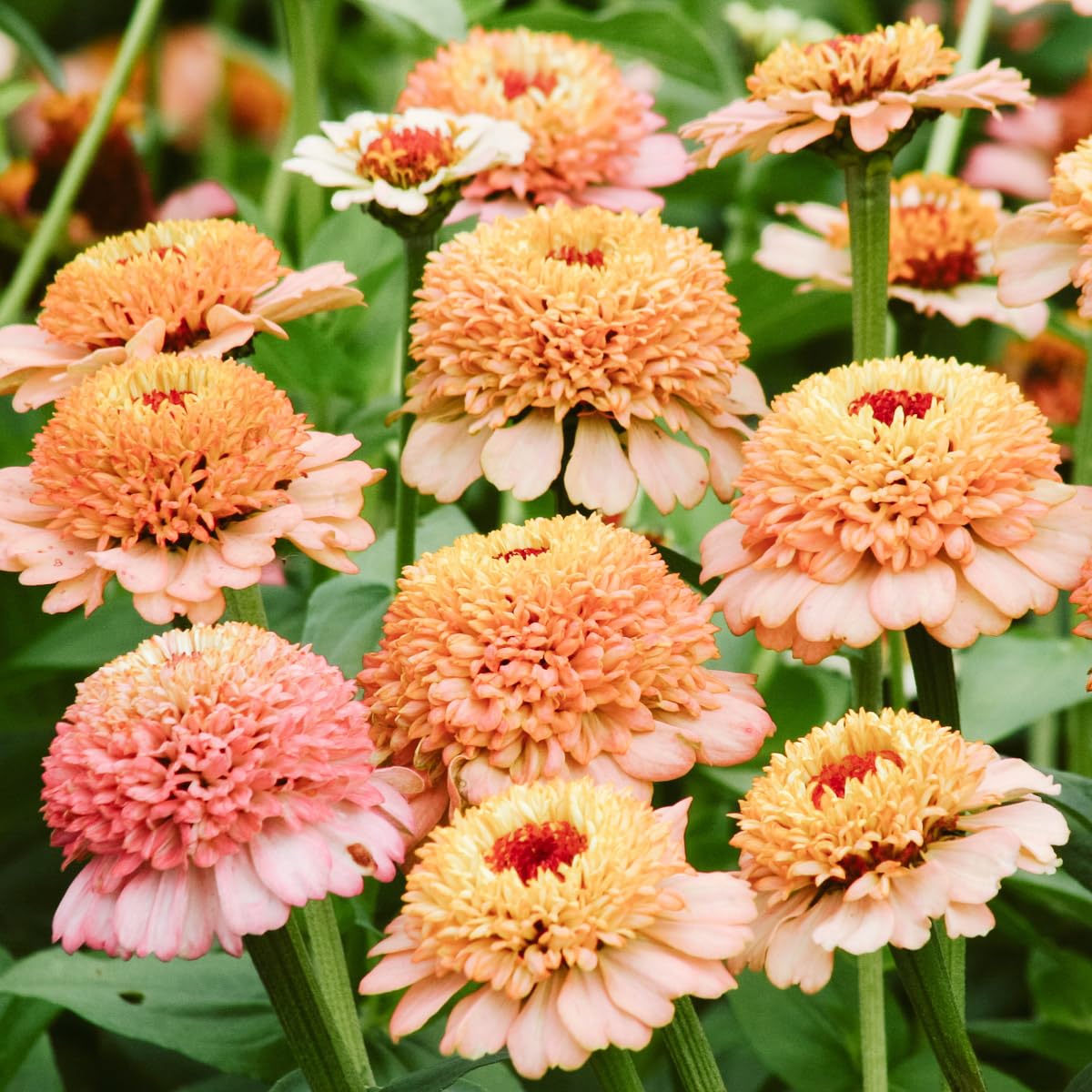 Carpet Creeping Zinderella Peach Seeds yellow blooms inviting pollinators to the bed